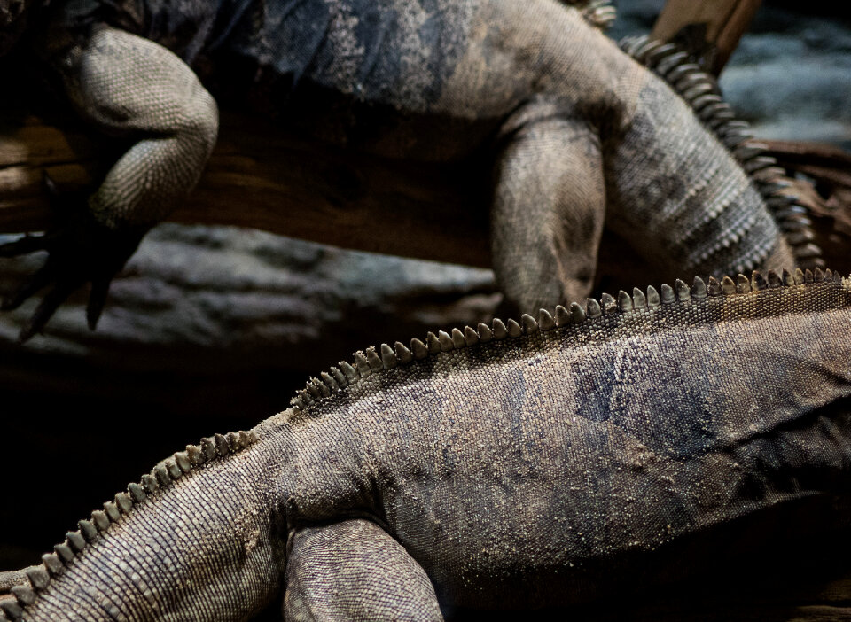 Cuban Ground Iguanas