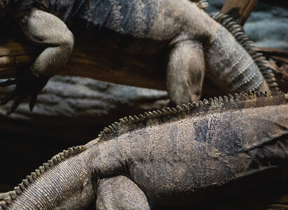 Cuban Ground Iguanas