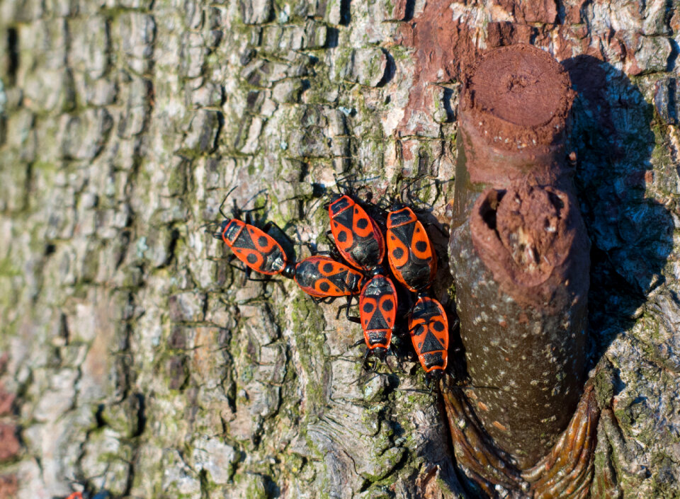 A group of firebugs