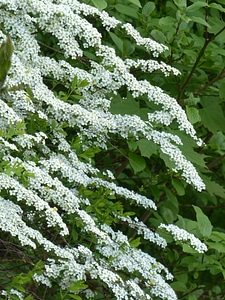 White spierstrauch spiraea arguta