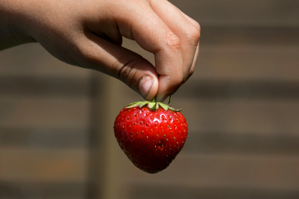Red strawberry in hand
