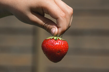 Red strawberry in hand