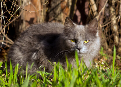 Gray Cat In Grass photo