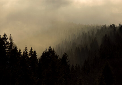 Forest In Fog photo