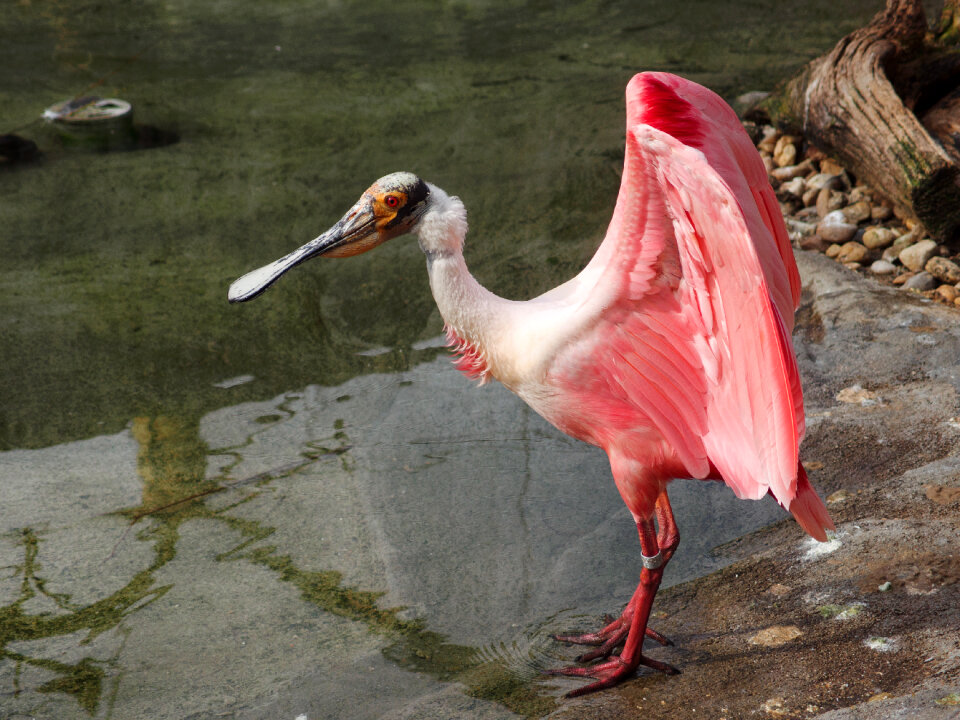 Pink water bird Roseate Spoonbill