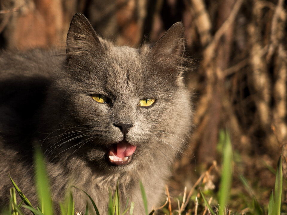 Grey Cat With Open Mouth