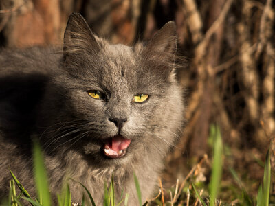 Grey Cat With Open Mouth photo