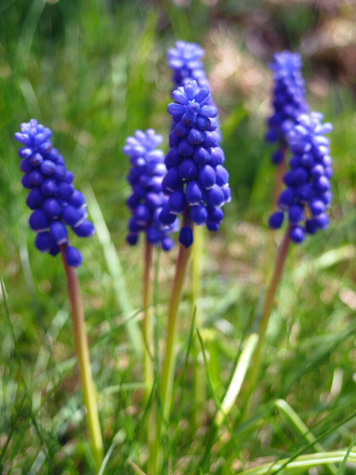 Muscari neglectum plant photo