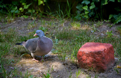 Cute Pigeon photo