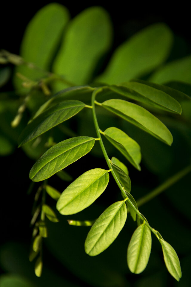 Art of the Nature – Green leaves