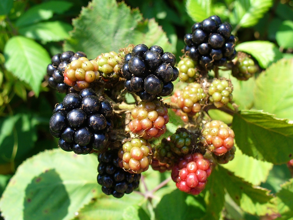 Health plants nature