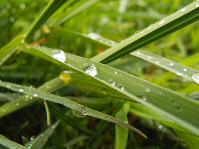 Water Drops On The Grass photo