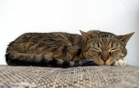 Cat Sleeping On The Couch photo