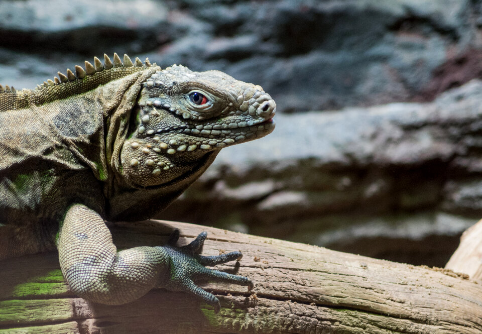 Cuban Rock Iguana With Red Eye