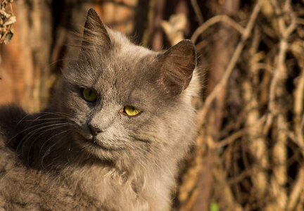 Grey Cat Looking photo