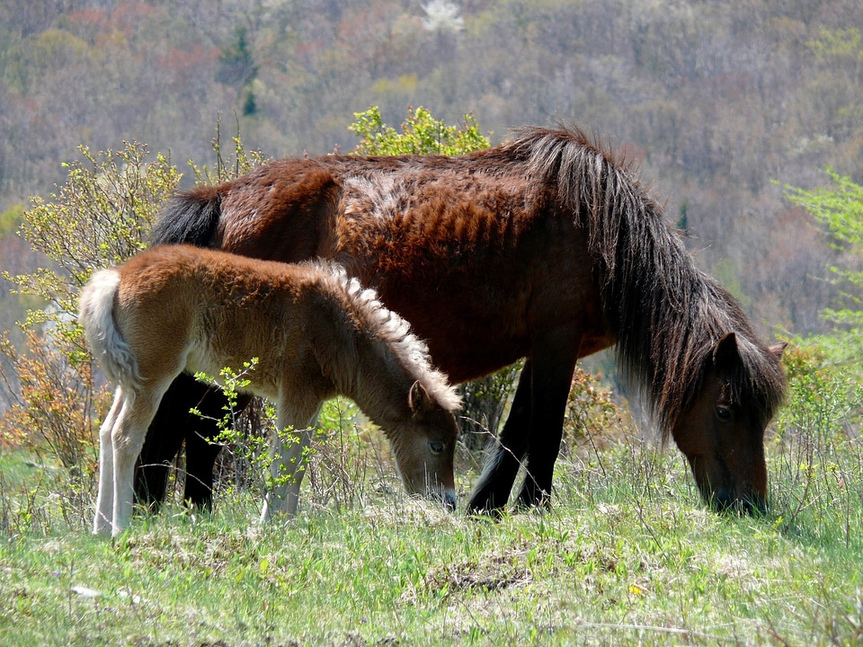 Colt feral animal