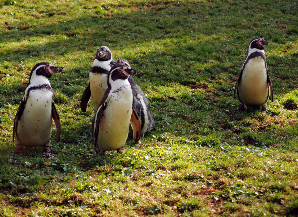 Humboldt Penguins On The Grass