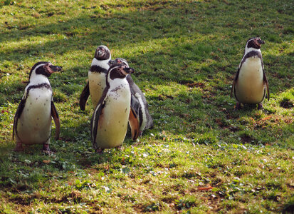 Humboldt Penguins On The Grass photo