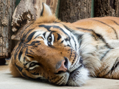 Tiger Lying On The Ground In The Zoo photo