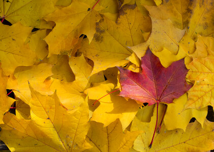 Red Leaf Between Yellow Leaves In Fall photo