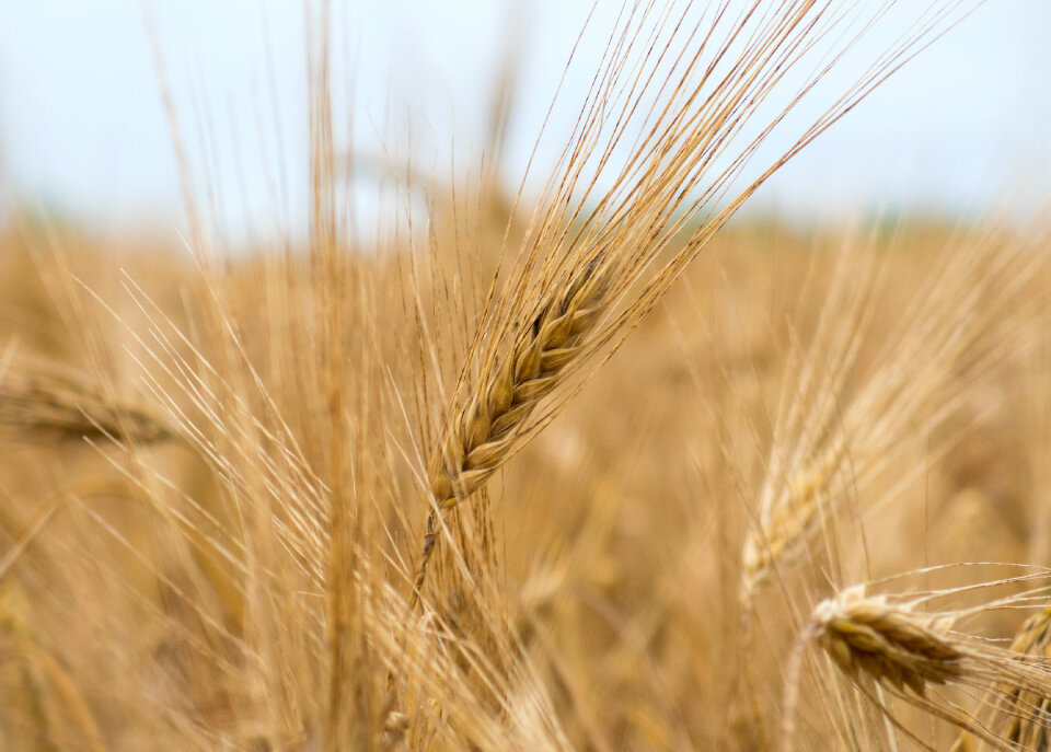 Dry Field Before Harvest