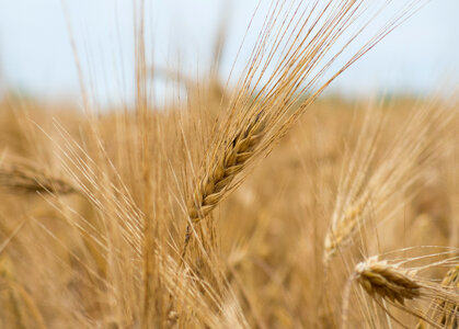 Dry Field Before Harvest