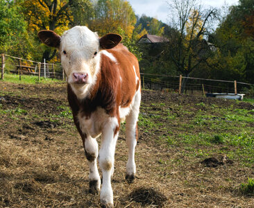 Standing Calf On The Farm photo