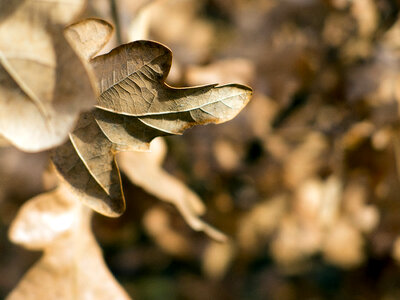 Beautiful Dead Leaf