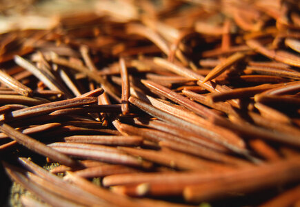 Pine Needles On The Ground