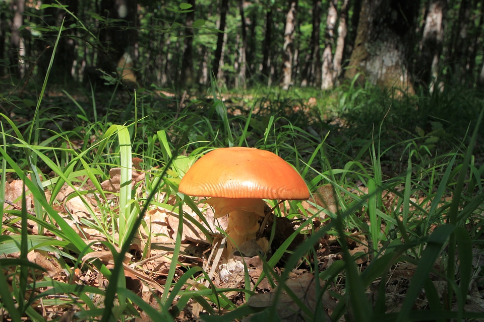 Fungus fungi growth