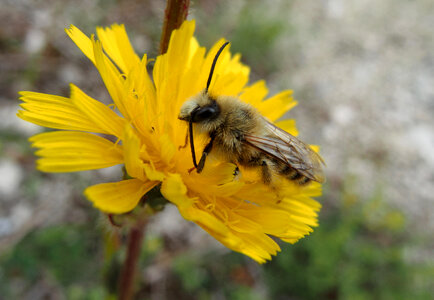 Bee On The Yellow Flower