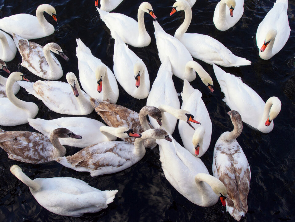 Swans Fight For Food