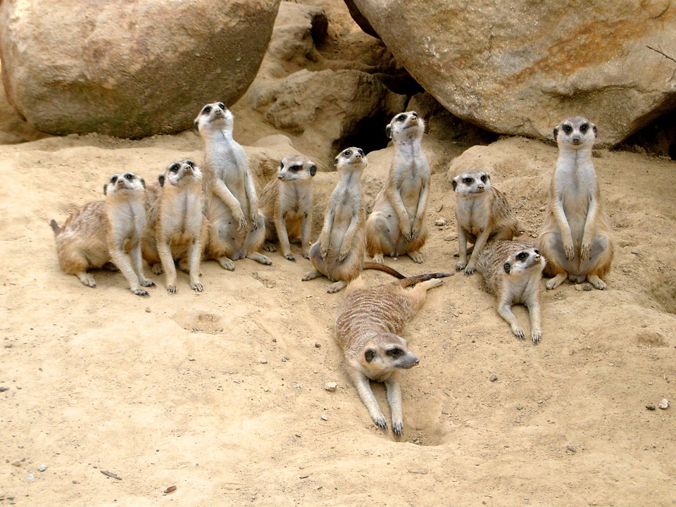 Sand desert attention