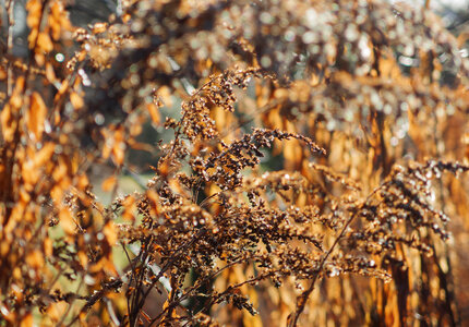 Sunlit Bushes In Fall