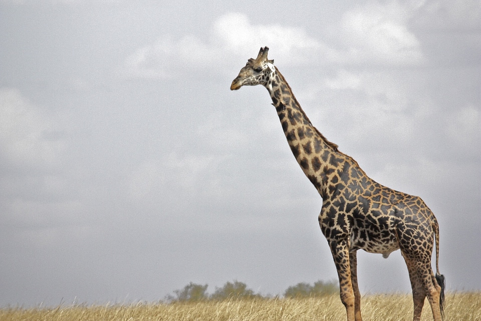 Serengeti tanzania baby zebra photo