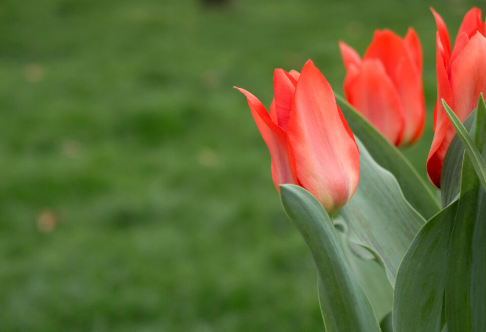 Red Tulips On Green Background