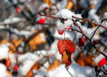 Rose Hips Sprinkled With Snow photo