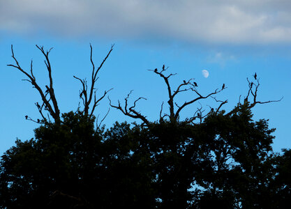Silhouettes Of Cormorants Nesting In The Trees photo