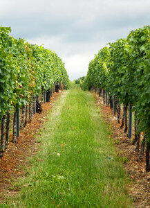 Vineyard South Moravia photo