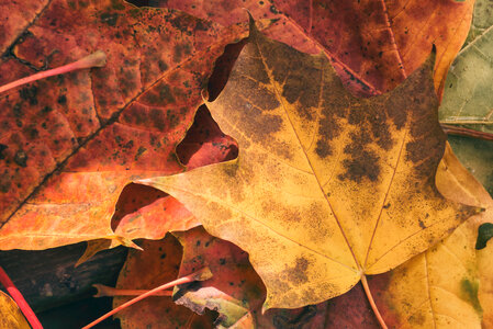 Fall Leaves photo