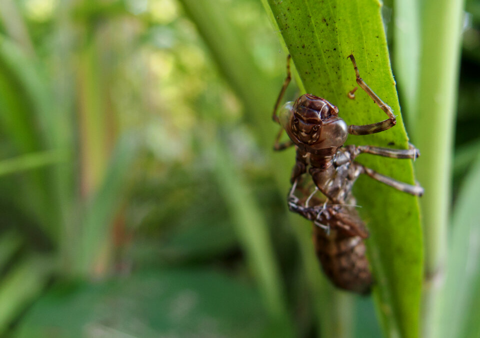 Moulted Nymph Of The Dragonfly photo