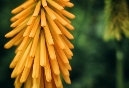 Yellow Flower Background