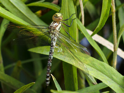 Dragonfly On Reed – Close-Up photo