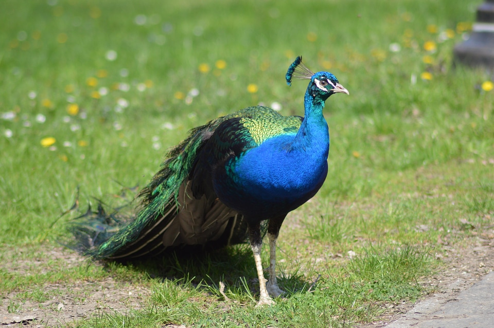 Peacock meadow animal