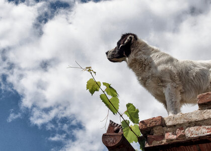 Dog Standing On The Roof photo