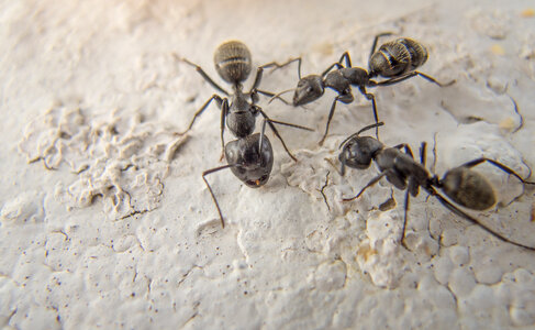Black ants macro photography photo