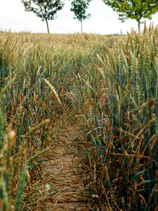 Way In The Field photo