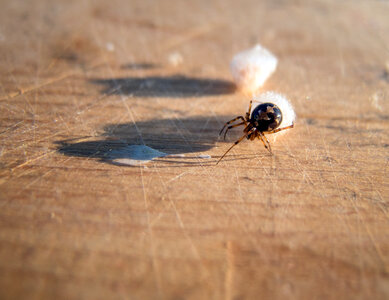 Spider and Cocoons photo