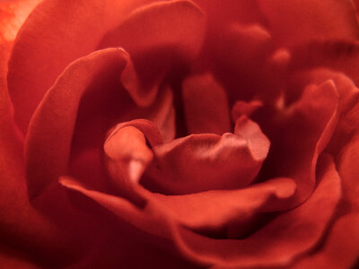 Red Rose Blossom Detail photo