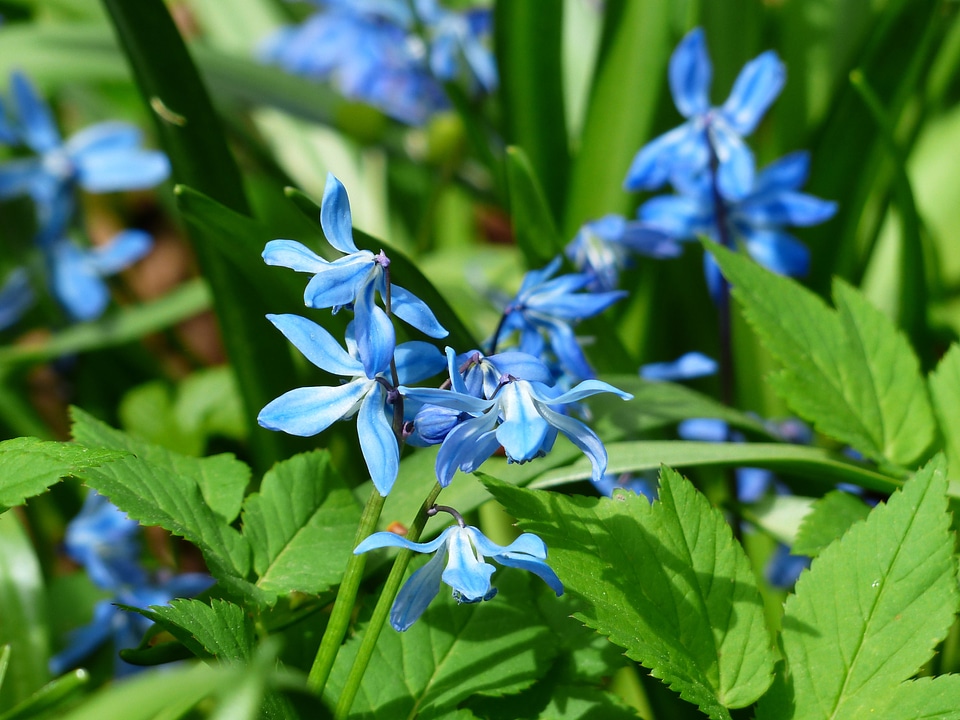 Bloom blue scilla campanulata